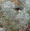 Artemisia versicolor 'Seafoam'