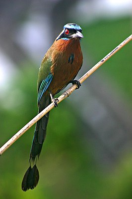 Amazonemotmot