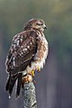 Common buzzard.