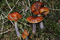 Cortinarius collinitus