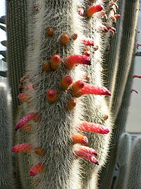 When mature, the silver torch cactus produces deep red flowers extending horizontally from the main columns.