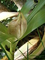 Colchicum speciosum mature seed-box