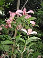 Cornus florida 'Rubra'