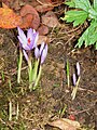 Crocus ligusticus opening