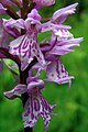 Zygomorphe Blüten des Gefleckten Knabenkraut (Dactylorhiza maculata)