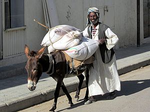 Ein Esel trägt Getreide von einem Markt in Keren, Eritrea