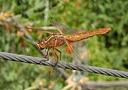 Flame Skimmer