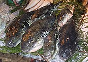 Takifugu rubripes for sale to master fugu chefs at the Tsukiji fish market in Tokyo — after the highly toxic liver has been removed.