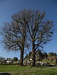 Sommerlinde (Tilia platyphyllos)