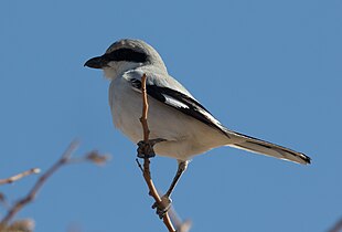 L. e. elegans, in Israel