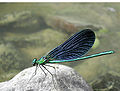 Blauflügel-Prachtlibelle (Calopteryx virgo)