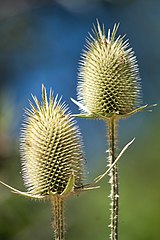 Wilde Karde (Dipsacus fullonum)