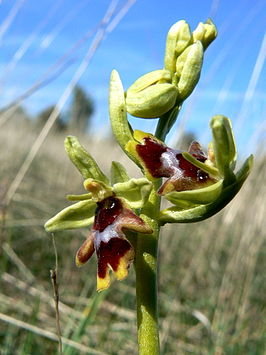 Ophrys aymoninii