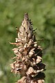 Ginster-Sommerwurz (Orobanche rapum-genistae)