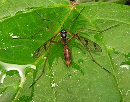 Ptychoptera quadrifasciata