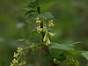 The American black currant (Ribes americanum)