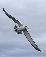 Shy Albatross