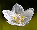 Sumpf-Herzblatt (Parnassia palustris)