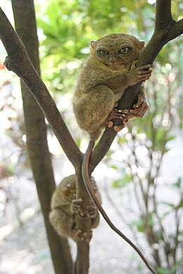 Fülöp-szigeteki koboldmakik (Tarsius syrichta)