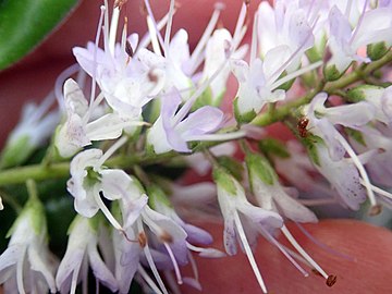 Close up of the flowers