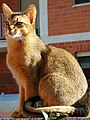 Abyssinian türü Kedi