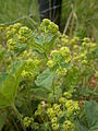 Alchemilla vulgaris