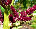 Amaranthus cruentus