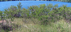 Colony of false indigo bush in Makiš, on the Sava bank