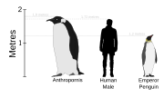 Anthropornis and an emperor penguin