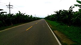 Bananenpflanzen an einer Straße bei Apartadó