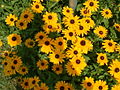 Image 10Black-eyed susans, the state flower, grow throughout much of the state. (from Maryland)