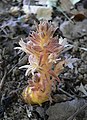 Orobanche californica