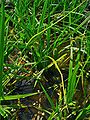 Villás sás (Carex pseudocyperus)