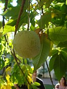 Weiße Sapote