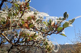 Cercocarpus betuloides