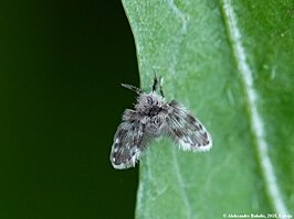 Clytocerus splendidus