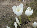 Colchicum speciosum 'Album'