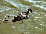 Common water snake (Nerodia sipedon)