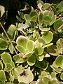 Crassula multicava leaf