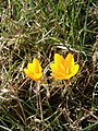 Crocus ancyrensis