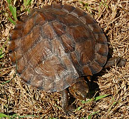 Maleisische doornschildpad