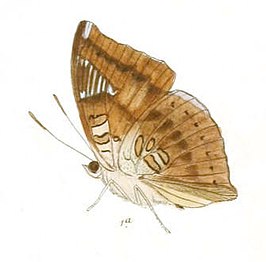 Euthalia alpheda