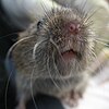 Field vole close-up