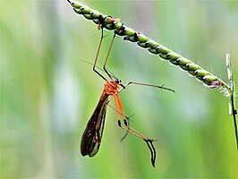 Harpobittacus septentrionis