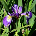 Iris virginica