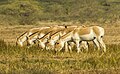 Indische wilde ezels in de Kleine Rann