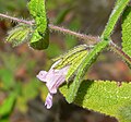 Lepechinia fragrans