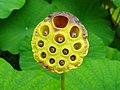 Seed head with nuts