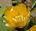 Opuntia ficus-indica