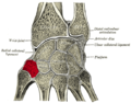 Cross section of wrist (thumb on left). Trapezium shown in red (labelled as "Greater Multang").